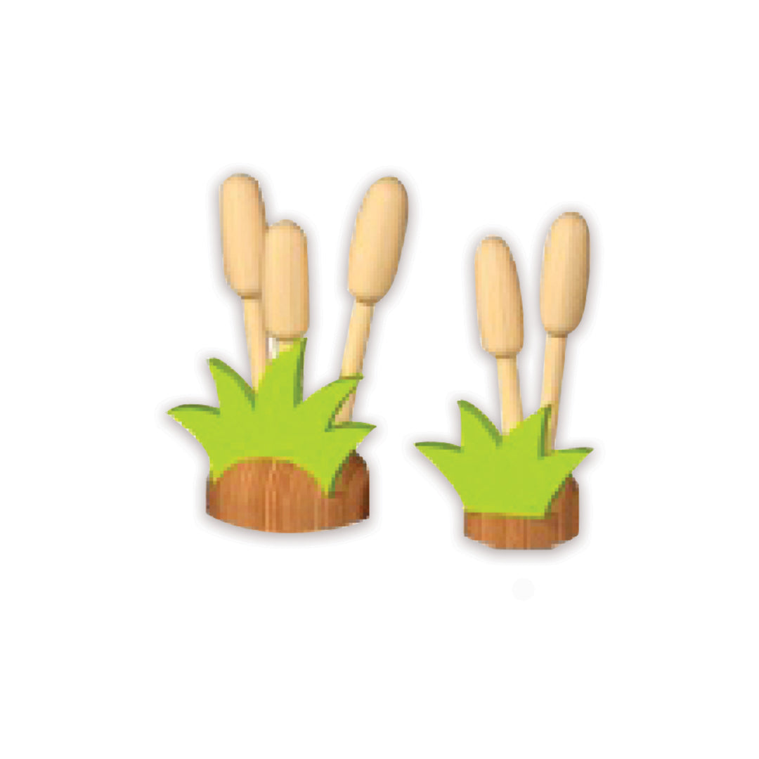 Pennisetum بينيسيتوم